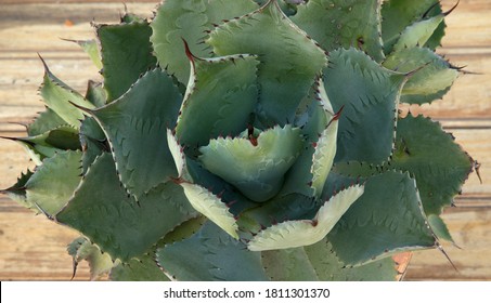 Natural Texture And Pattern. Succulent Plants. Overhead Closeup View Of An Agave Potatorum Rosette Of Green Thorny Leaves. 