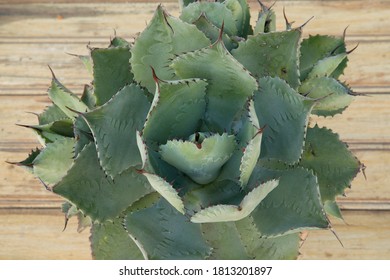 Natural Texture And Pattern. Succulent Plants. Overhead Closeup View Of An Agave Potatorum Rosette Of Green Thorny Leaves.