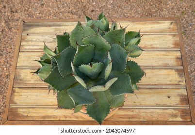 Natural Texture And Pattern. Succulent Plants. Overhead View Of An Agave Potatorum Rosette Of Green Thorny Leaves.