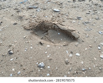 Natural Texture of Sandy Beach with Seashell Fragments