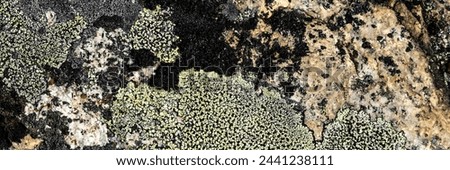 Natural texture of a stone covered with lichen. Lichen patterns on a rock surface. Natural background. Closeup top view. The nature of the Arctic. Polar region.