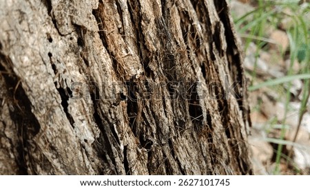 The natural texture of the tree bark is rough and fibrous in close focus, Brown and gray surfaces with vertical slits and fine fibers create attractive organic patterns. 