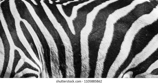 Natural texture of the zebra skin. Natural black and white striped background. - Powered by Shutterstock