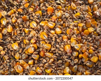 Natural textured background of a grain mixture of wheat and corn (maize). The real appearance of a mixture of different seeds, golden maize grains (corn), the texture of yellow wheat as a background.