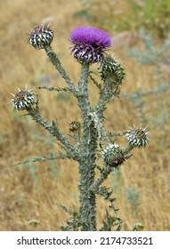 natural thorns, purple flowering thorn photos - Shutterstock ID 2174733521