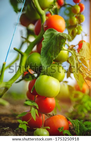 Similar – Foto Bild Paprika Capsicum wächst im Gewächshaus