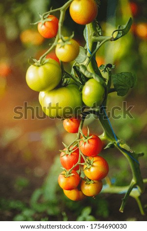 Tomatoes Growing On Vine In Greenhouse