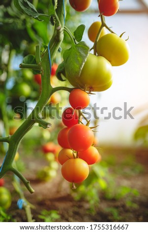 Similar – Tomatoes Growing On Vine In Greenhouse