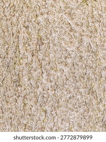 Natural Tree Bark Texture Background with Detailed Organic Pattern