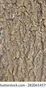 Natural Tree Bark Texture Background with Detailed Rough Wood Surface Pattern