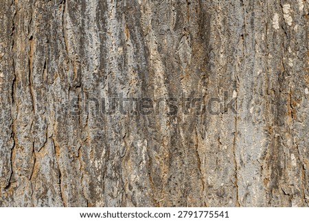 Natural Tree Bark Texture Background with Rough Weathered Wood Surface