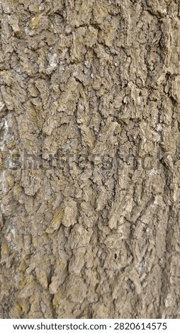 Natural Tree Bark Texture Background with Detailed Rough Wood Surface Pattern