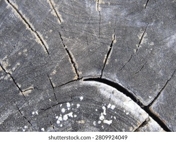 Natural Tree Trunk Cross Section Texture with Weathered Wood Grain and Organic Crack Pattern Background : Close-up of a natural tree trunk cross section featuring authentic weathered wood grain, annual growth rings, and organic crack patterns. This high-detail wooden texture creates a rustic background ideal for graphic design, architecture, eco concepts, woodworking, forestry, packaging, vintage themes, sustainable branding, and natural material projects.