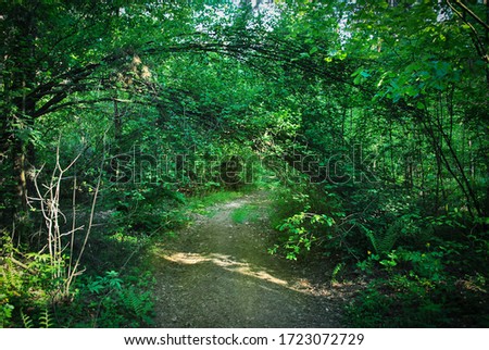 Natural trees arch above footpath. Summer light forest and secret way through foliage, soft focus