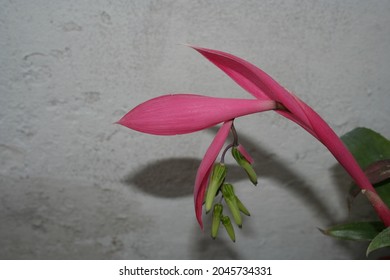 Natural and tropical flower Billbergia pink color with cluster of green fruits in the garden bed.