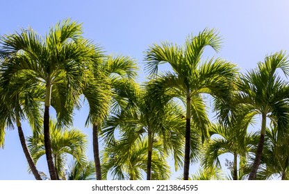 Natural Tropical Photo Background With Palm Trees Under Blue Sky On A Daytime. Roystonea Regia Commonly Known As The Cuban Royal Palm Or Florida Royal Palm