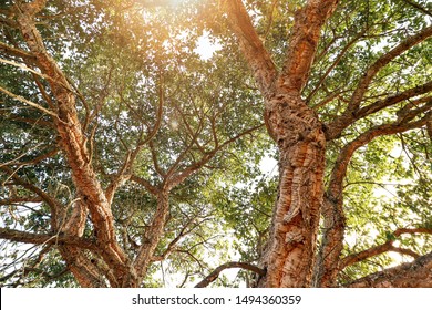 Natural trunk with bark of an old cork oak tree (Quercus suber) in portuguese landscape with evening sun, Alentejo Portugal Europe