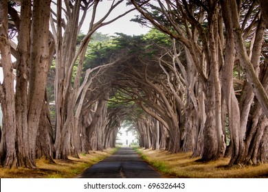 Natural Tunnel created by Cypress Trees near Point Reyes Seashore