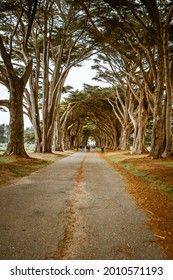 Natural Tunnel with Cypress Trees near Point Reyes Seashore, San Francisco