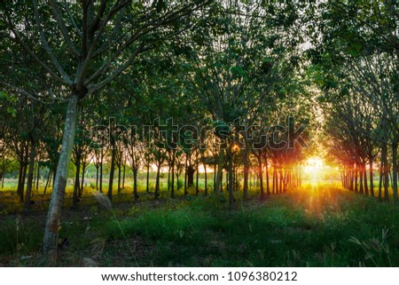 Natural tunnel of rubber plantation at sunset from Phuket Thailand .Rubber plantation .