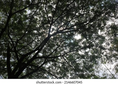 Natural Twiggy Treetop Image And Photo