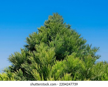 A Natural Uncut Trimming Christmas Tree Growing Nature Spruce Fir Wild Tall Cutting Holidays Travel Holiday Tradition Trimmed