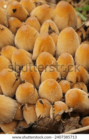 Natural vertical closeup on a cluster of lightbrown glistening inkcap mushrooms, Coprinus micaceus