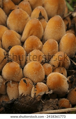 Natural vertical closeup on a cluster of lightbrown glistening inkcap mushrooms, Coprinus micaceus