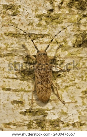 Natural vertical closeup on a Poplar Longhorned Beetle, Saperda carcharias sitting on a tree trunk