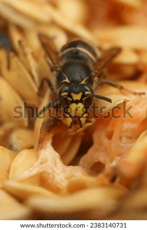 Natural vertical closeup on the uncommon Median wasp ,Dolichovespula media, one of the larger European paperwasps, feeding on melon