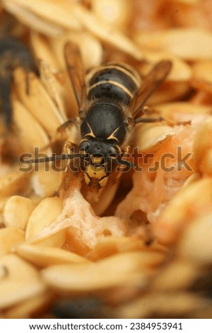 Natural vertical closeup on the uncommon Median wasp ,Dolichovespula media, one of the larger European paperwasps, feeding on melon