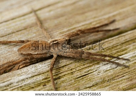 Natural vertical closeup ona Nursery web spider , Pisaura mirabilis sitting on a pole Zdjęcia stock © 