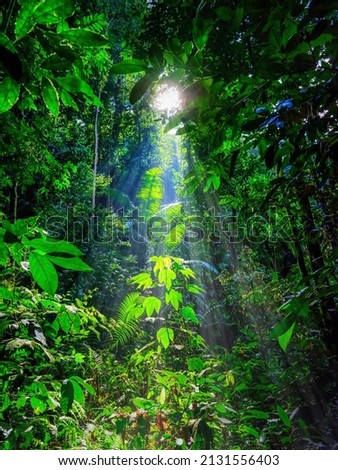 natural vertical jungle landscape of green rainforest with sunray