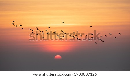 Natural view, Silhouette A flock of birds flying againest orange sky