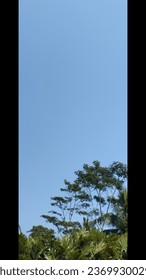 natural view of trees with cloudless blue sky