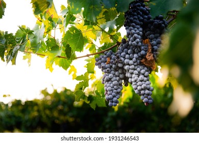 natural view of vineyard with grapes in the nature