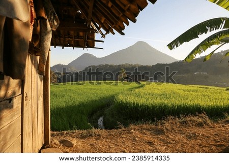 natural views of the countryside and terraced rice fields on the slopes of Mount Penanggungan, Mojokerto, Indonesia