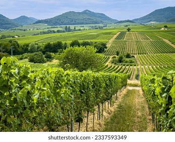 Natural vineyards landscape in summer Rhineland-Palatinate, Germany. Deutsche Weinstrasse (German Wine Road) Vineyard Palatinate region, green rolling hills