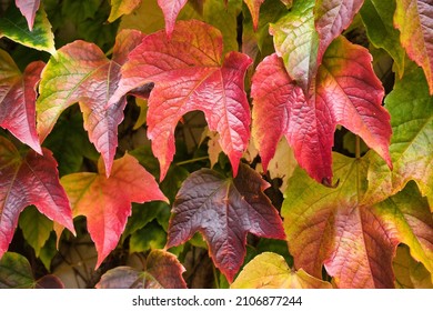 Natural wall of colored leaves. Colorful background. Vertical garden. Autumn colors. Boston ivy, also known as Grape ivy, Japanese ivy, Woodvine. Botanical name: Parthenocissus tricuspidata.