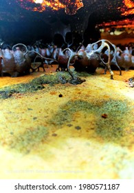 Natural Wasp Nest House Is One Of God's Miracles