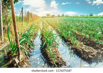 natural watering of agricultural crops, irrigation. leek plantations grow in the field. vegetable rows. farming agriculture - Shutterstock ID 1176375187