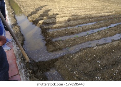 Sawing Work Forest Stock Photo Shutterstock