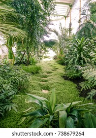 Natural way through moss in an exotic greenhouse.