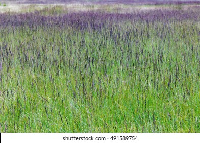 Natural Wet Meadow With Purple Moor Grass (Molinia Caerulea).