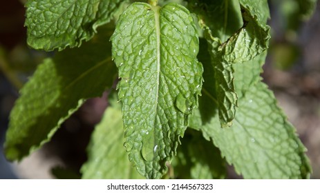 Natural Wet Mint Leaf Plant