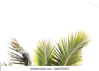 Helt vildt Udgangspunktet præambel Nature white background Images, Stock Photos & Vectors | Shutterstock