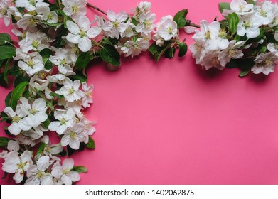 Natural white frame of blossoming apple trees and green leaves on a pink background made of watercolor paper. Copy space and space to insert text.