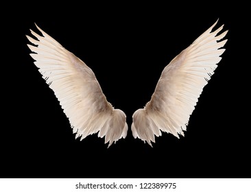 Natural White Goose Wings. Isolation.