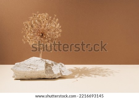 Natural white rocks with dry flower and sunshine shadows against bright beige and brown background. Minimal autumn nature concept.