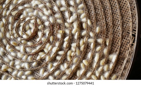 The Natural White Silkworm Cocoon In Bamboo Weave Tray At Northeast Of Thailand.